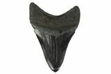 Serrated, Fossil Megalodon Tooth - Polished Blade #130841-2